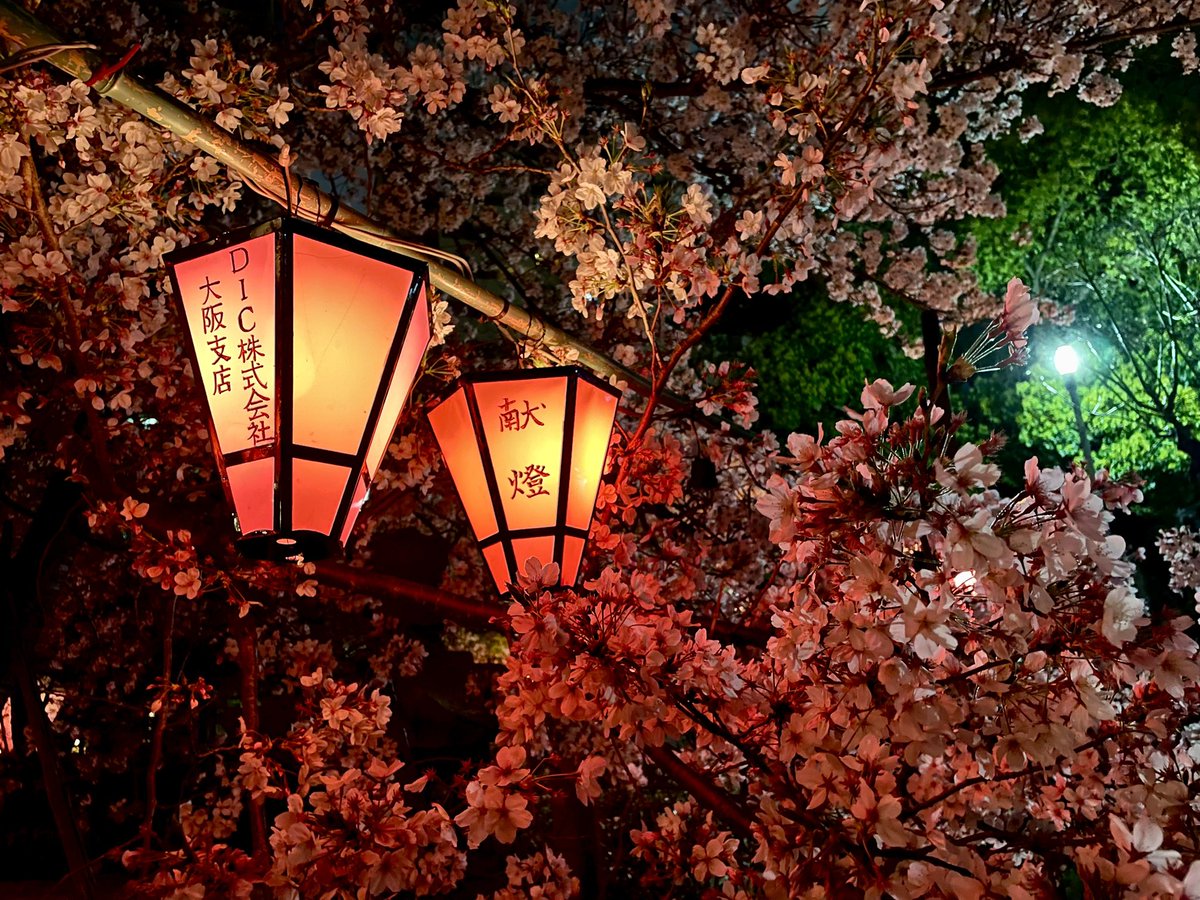 月下儚美

#桜　#sakura