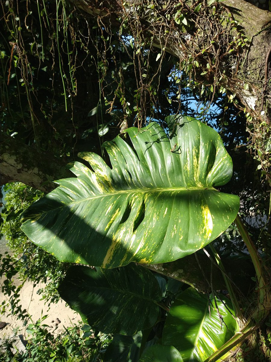 GM 🌿🌞
#NaturePhotography #nftart #TezosNFTs