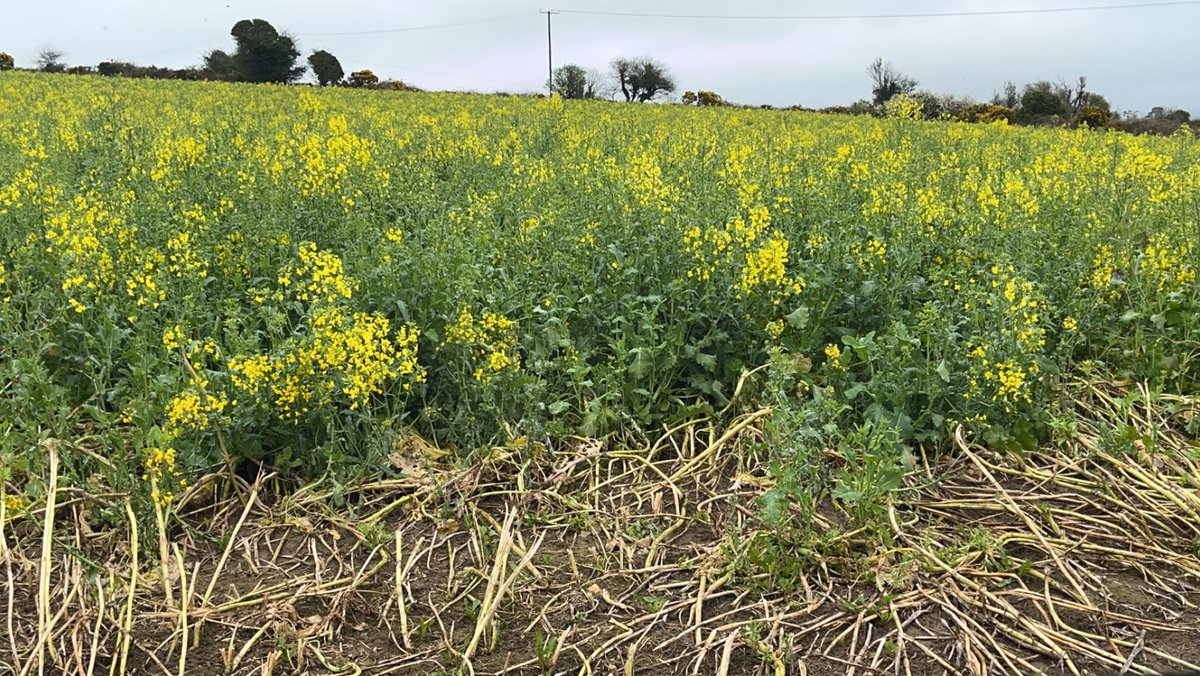 Kyle Cunningham tweet media