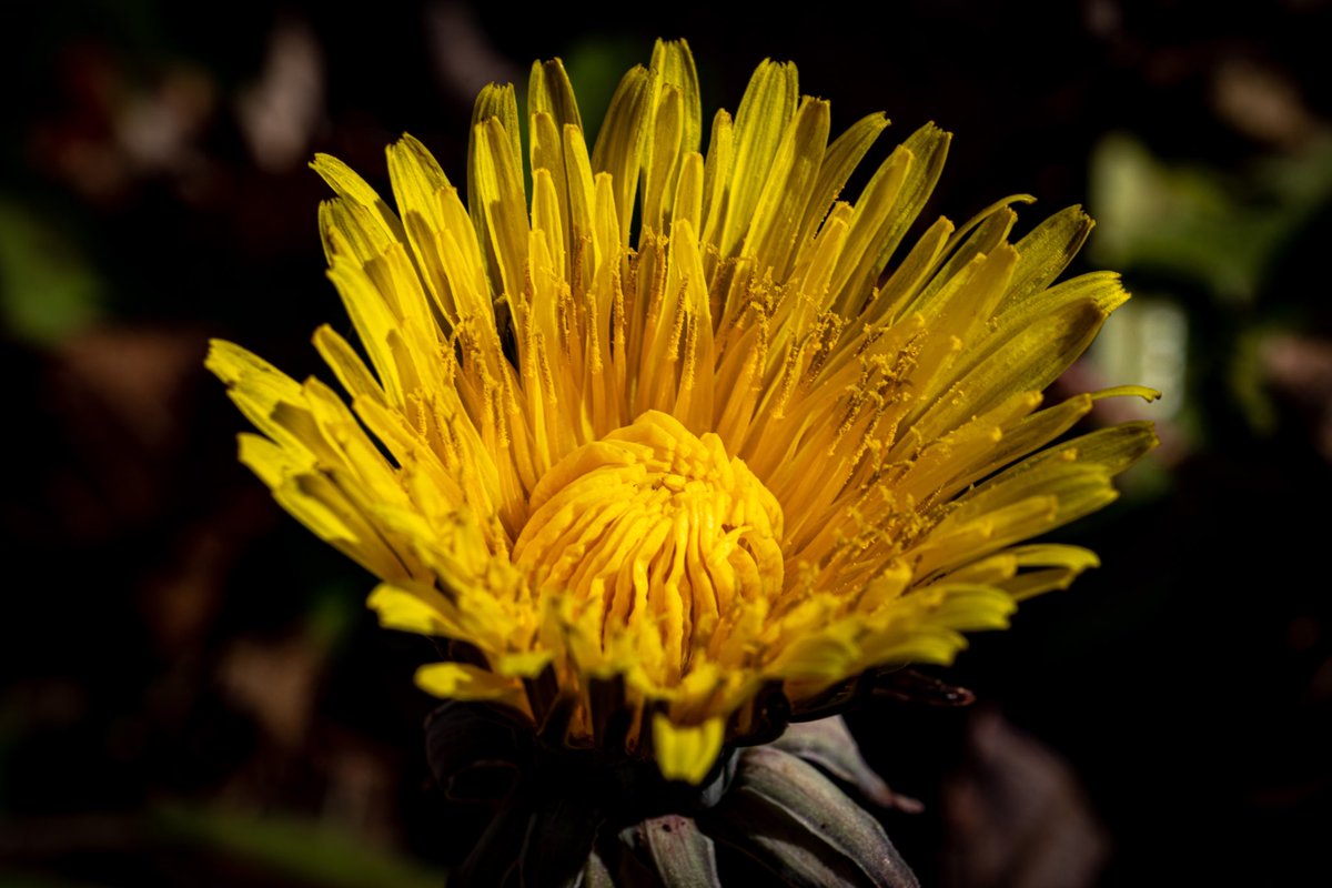 The value of gold in increasing.

#wildflowerphotography
#flowers
#bloom
#spring