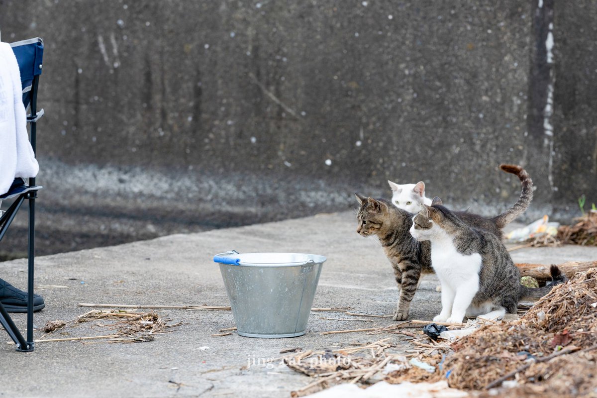jing_cat (@jingcat3) on Twitter photo チームアップ
#猫 #ねこ #にゃんこ部 #nekoclub #東京カメラ部 #猫好きさんと繋がりたい #ねこすたぐらむ #cats #CatsLover #CatsofTwittter #CatsOnTwitter #Caturday チームアップ
#猫 #ねこ #にゃんこ部 #nekoclub #東京カメラ部 #猫好きさんと繋がりたい #ねこすたぐらむ #cats #CatsLover #CatsofTwittter #CatsOnTwitter #Caturday