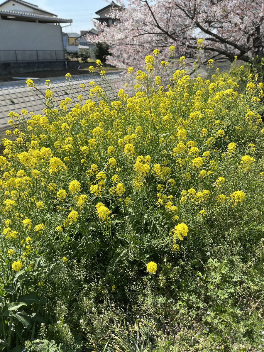 winryo6's tweet photo. 桜…ひと足遅かった
でも昨日の熊谷市は
晴れててサイコー❗️
病棟の嫌なことを忘れ
させてくれて
走ってて気持ちよかった❗️

#GB350 #バイクのある生活 https://t.co/kg6HO39ijP