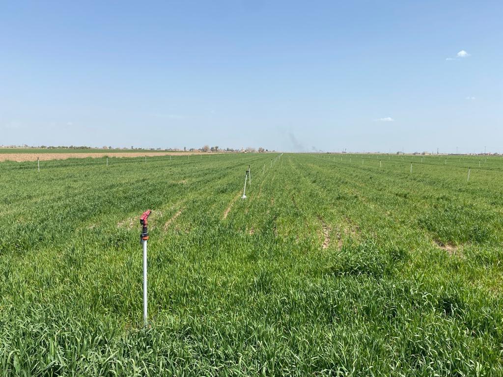 UNDP Iraq on Twitter: 