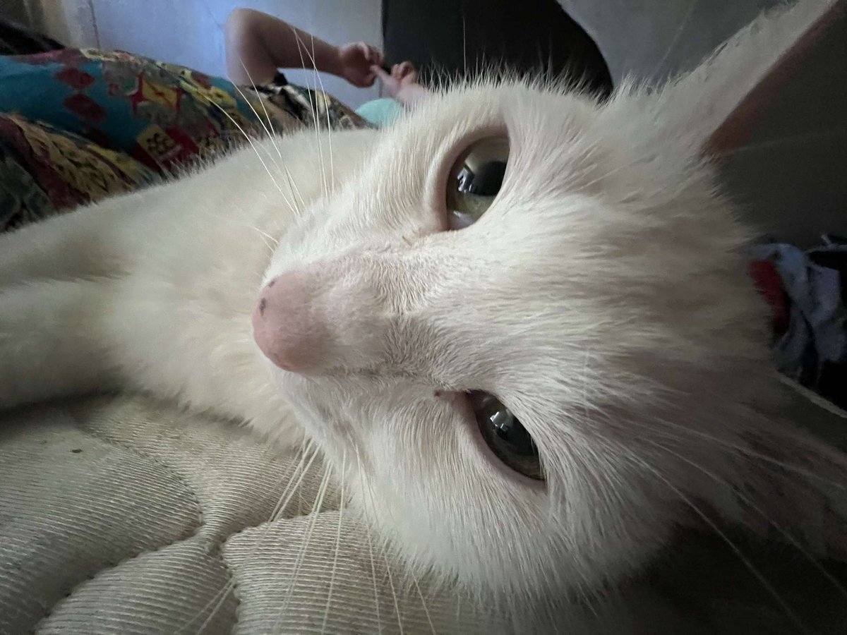 EwwItsCat's tweet photo. plese help,, mome wonts a dog.. i wil NOTT haev it. yes i ame ok . mome stil feals a nede to take stipid pikturs ov me... https://t.co/YWmR5L7Lj1
