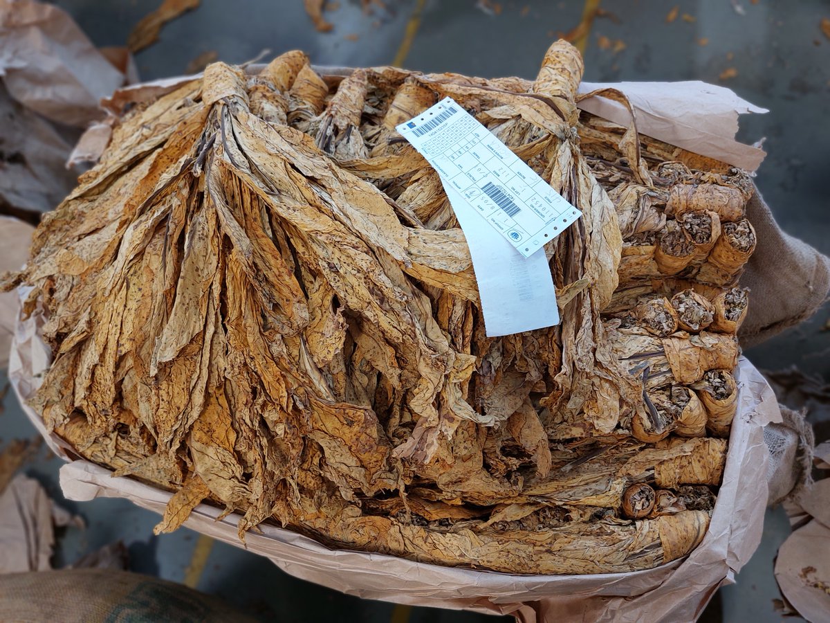 44.5 million kgs of tobacco valued at US $133.8 million had been sold by day 20 (4 April) of the 2023 tobacco marketing season. The average price of the day was US $3.01 an indication that tobacco prices are firmer this season.