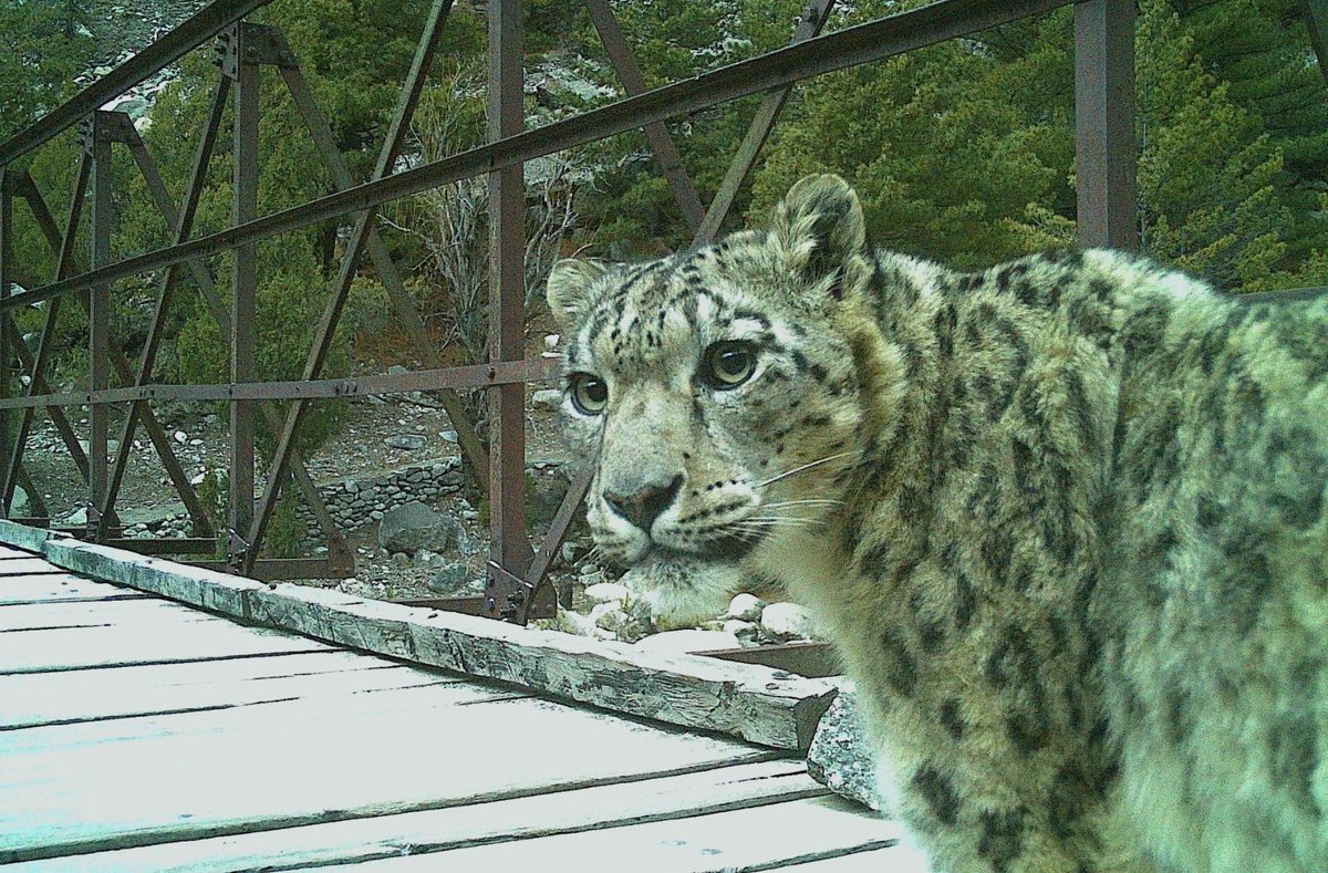 Saket_Badola's tweet photo. Look who came to check our camera setup. 🥰
#SnowLeopard #ScientificMonitoring https://t.co/HR93uUNoCN