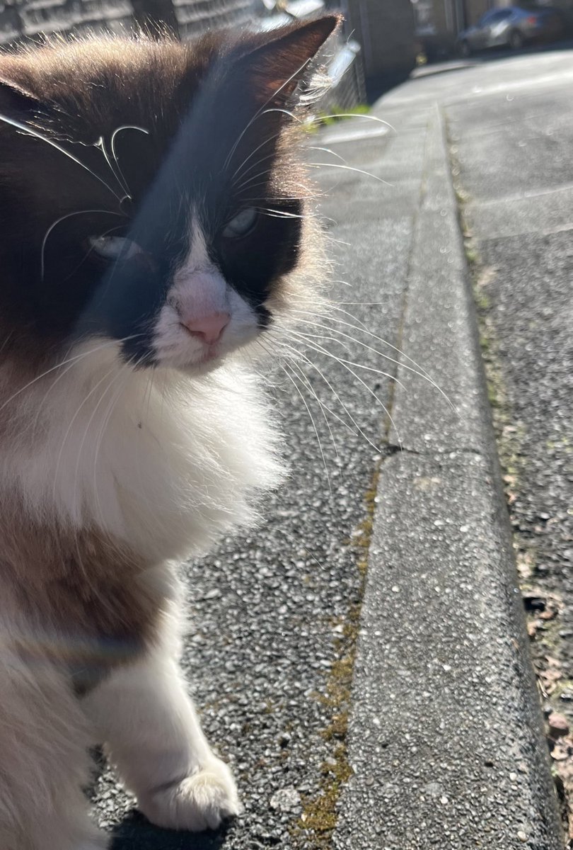 streetofcats's tweet photo. https://t.co/lgRlwC8uKU