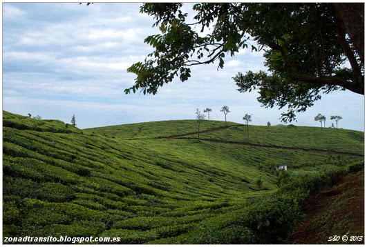 zonadtransito's tweet photo. En coche desde Thekkady hasta #Varkala. Plantaciones de te de #Kumily.: https://t.co/MIBjmtur2D
#Blogdeviajes #Guiadeviaje #Indiadelsur #Kumilyte #Pattumala #Travelblog #Viajar #Viajeindiadelsur #Viajenepal https://t.co/fhopVN5gFg