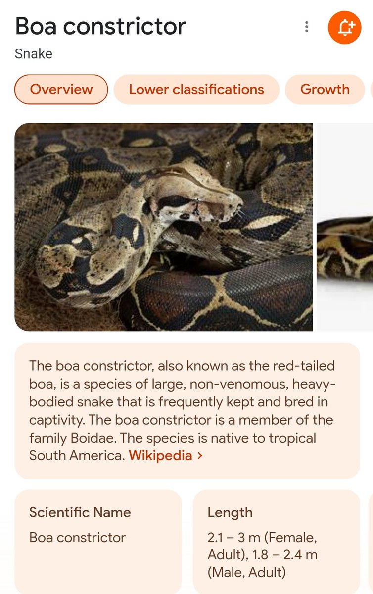 JelenaMKandic's tweet photo. Opet malo o reptilima i zmijama sa naučne tačke gledišta.🐍📚🐍

U grupu UDAVA (nije metafora niti eufemizam za #AV #Vučić @predsednikrs 😁; da se svi nasmejemo malo) spadaju sledeće familije: 

BOIDAE #ZmijskiCar #BoaConstrictoria 

PYTHONIDAE #PythonBivittatus #BurmanskiPiton. https://t.co/OwwnuPAWEh