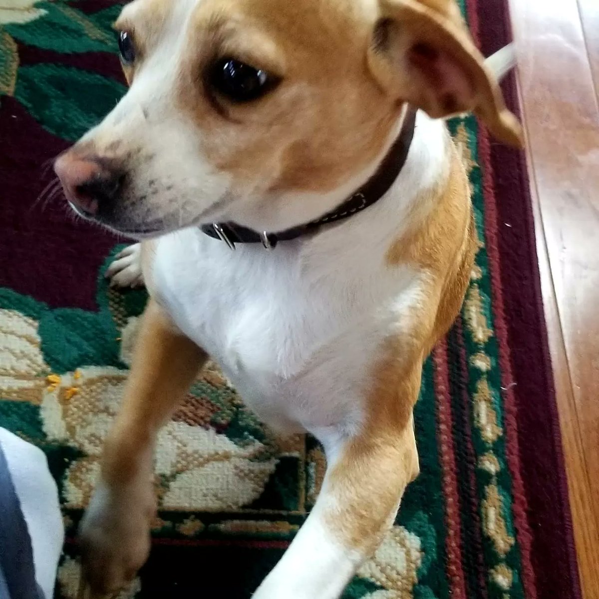BeaglesCourt's tweet photo. Alice, who recently took early retirement is looking for a home. You can adopt her at https://t.co/iYNWpnYbXu. Current vaccines and spayed. Great ESA #pocketbeagle #beaglefacts #houndsoftwitter #beagle #esa #adultpocketbeagle #adoptabledog #esapotential https://t.co/bheoVSJeUS