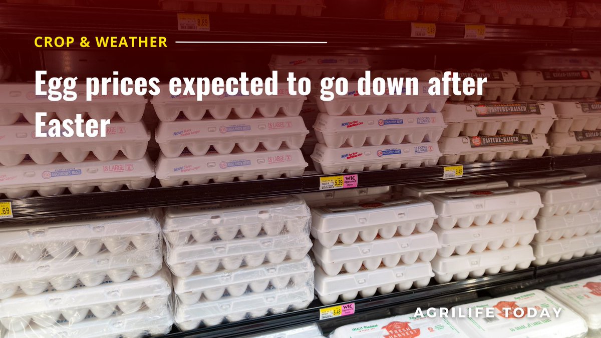 txextension's tweet photo. Egg prices were trending downward in recent months but were rising again based on seasonal demand for Easter, according to a Texas A&M AgriLife Extension Service expert. #TexasReport #CropAndWeather #EggPrices #Easter @AgriLife
Read the full report at https://t.co/lgFzCqgsE5. https://t.co/ak8RjLwtUy