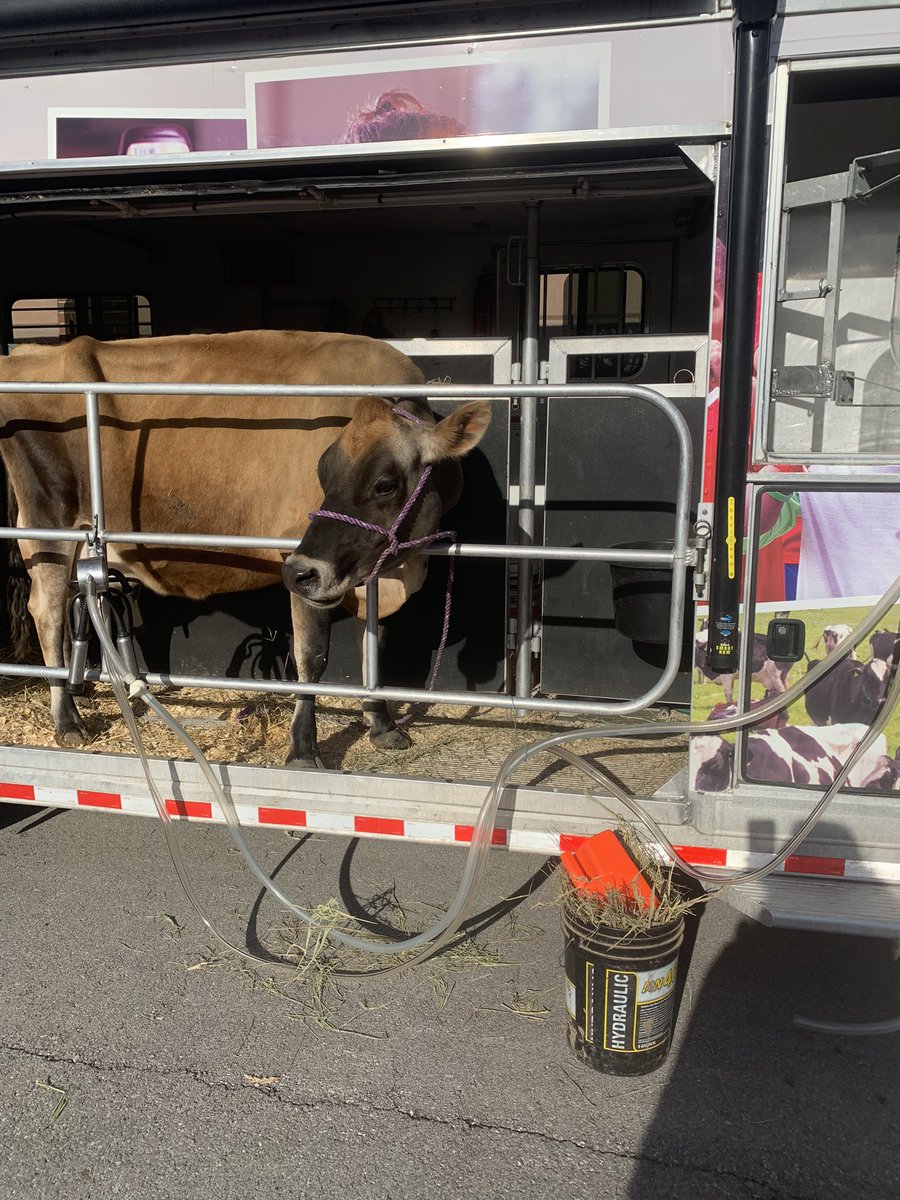 Hazel is getting ready to meet some Wildcats 🥛🥰Southwest Dairy Farmers are here! <a href="/PrincipalAaronB/">Aaron Barnett</a>