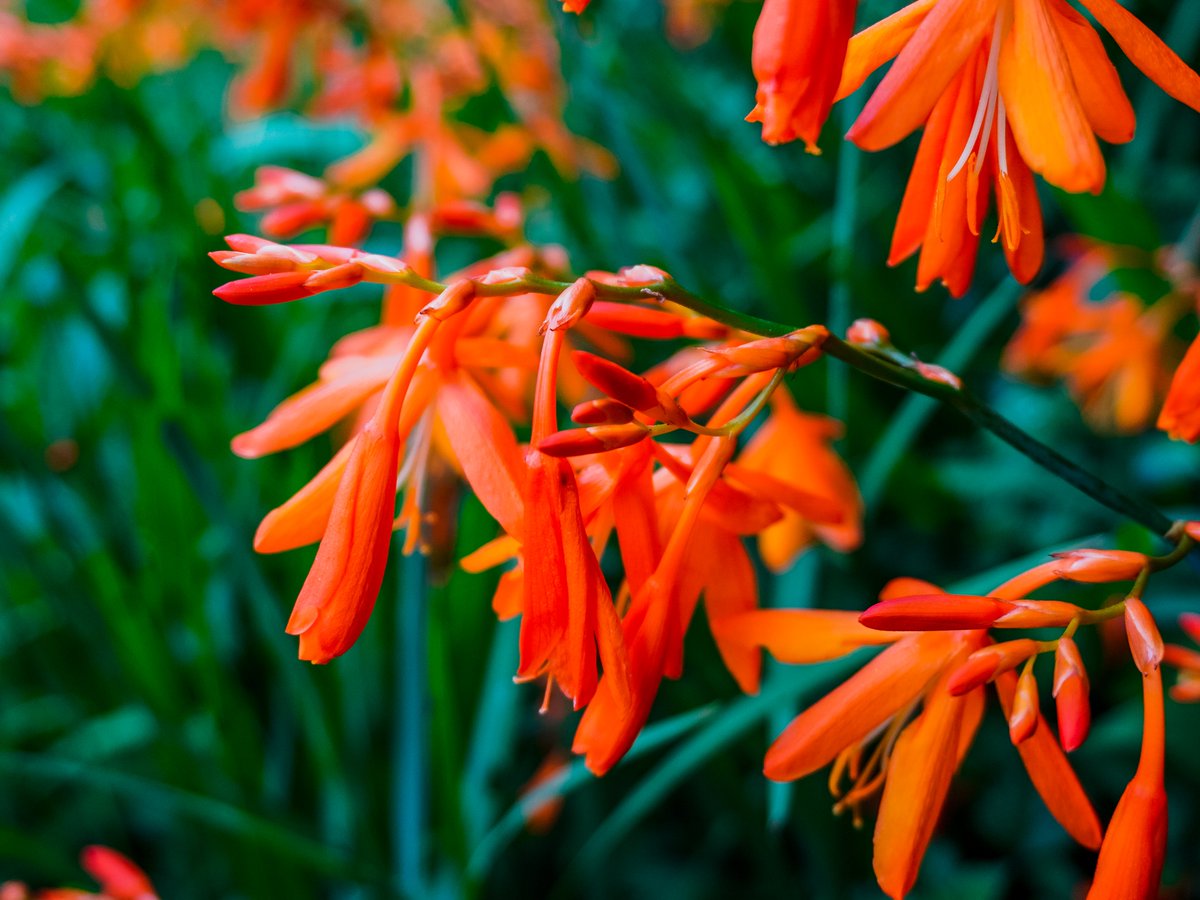 FANCOURTSA's tweet photo. Our botanical walk leaves delights around every corner. 

Enjoy a stroll around our estate and be amazed at the variety of flora and fauna that blooms during the month of Easter.

#fancourt #leisuretrails #botanicalwalk #southafrica #gardenroute https://t.co/6OUDoduRlA