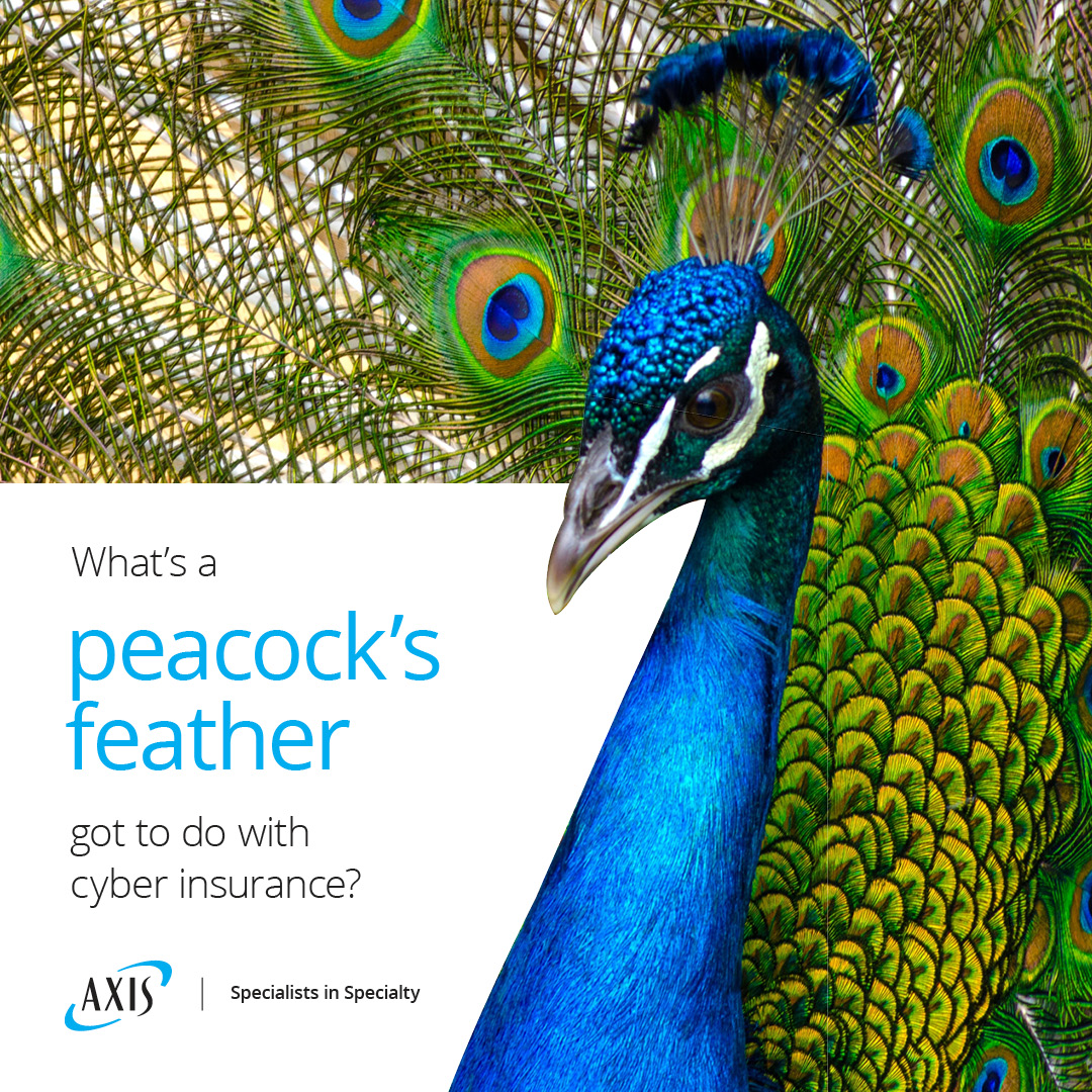 AXIS_Capital's tweet image. Striking yet practical, peacock feathers are a show of health. Read the 35 Views of Cyber Risk Part II by John Donald, Senior Cyber Risk Advisor at AXIS, on why businesses need similar indicators to display their cyber security fitness. bit.ly/3JfgZdf #specialtyinsurance
