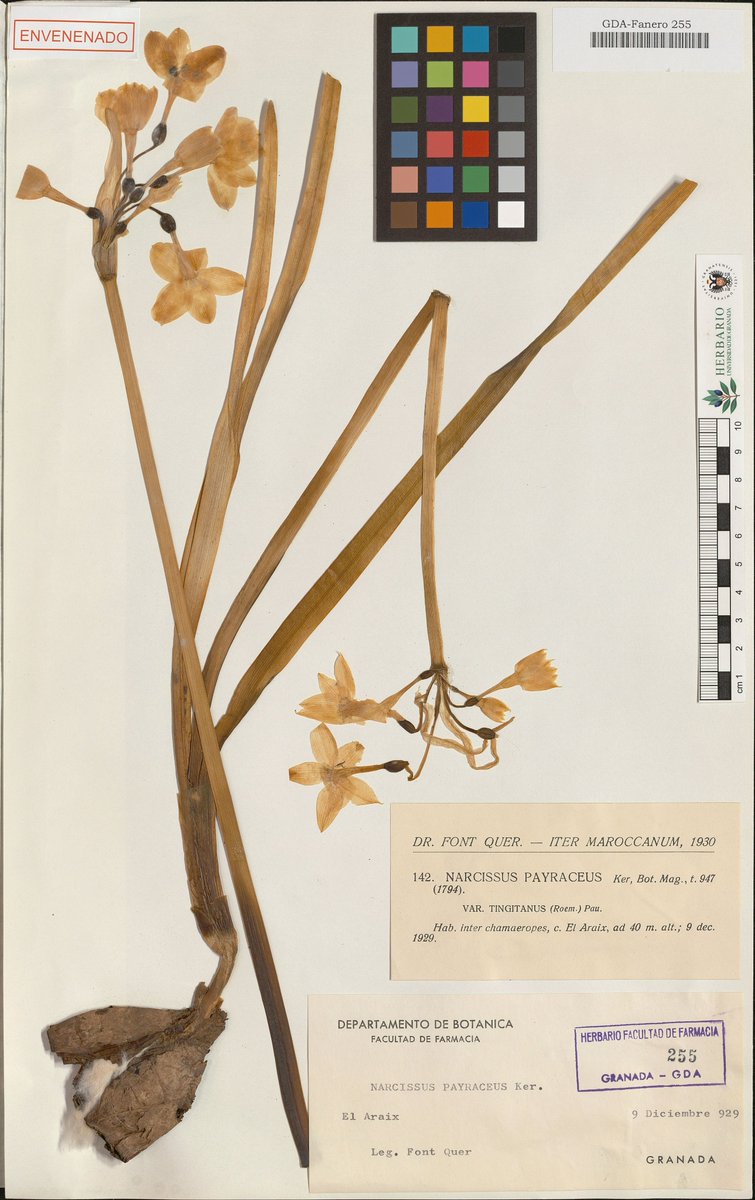 At #SmartEcoMountains we contribute to the biological collections to provide data to help researchers.
We also work on a repository of high quality images of:

🌾Herbarium specimens
🐛Zoological collections

Check out the herbarium of <a href="/CanalUGR/">Universidad Granada</a> 👇herbarium.ugr.es