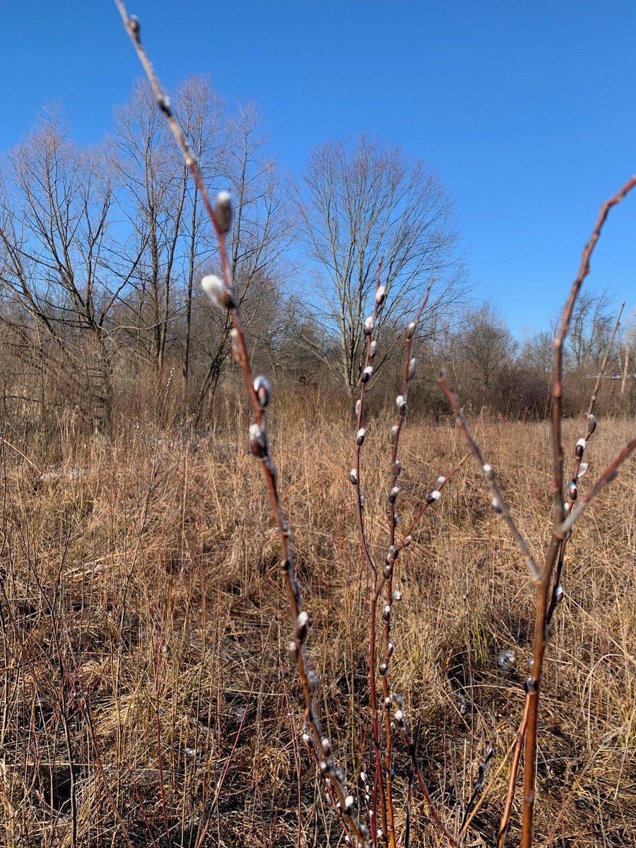 HeinzeTrust's tweet photo. 👀Pussy Willow at Lydick Bog.  An old story says a willow was watching  kittens play along a stream. They tumbled in and the  willow bent down her branches. Happy to be rescued, they hugged the willow. Ever since, the willow sprouts fur-like buds where the kittens once clung. https://t.co/S8zh12sf5v