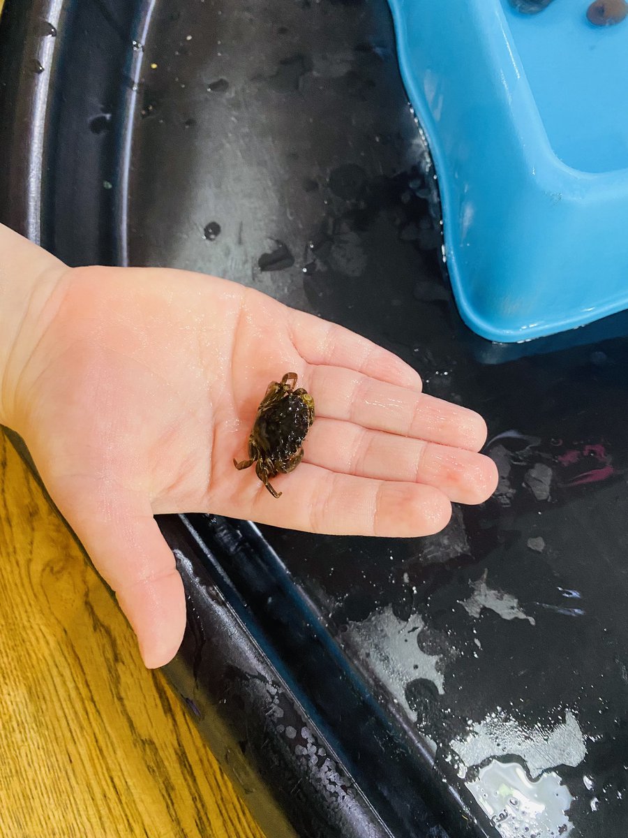 Another awesome day at the fabulous Acorn & Oak
😊

Thank you to my little helper for popping the animals away and thank you for having us 🥰🦀

#handsonlearning #conservationthrougheducation  #rockpoolschool #environment #marinebiologist #bestjobintheworld #rockpools #shorecrab