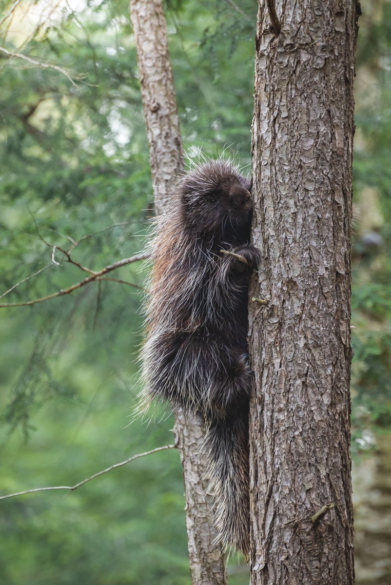 stumbled upon a prickly little guy while walking in the woods a while back, kept my distance and we comfortably enjoyed each others company