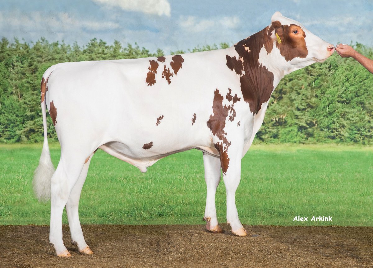 Het zijn de gehaltenstieren die het nieuws van de jongste indexdraai bepalen. #Interbull

bit.ly/3KfQFAt