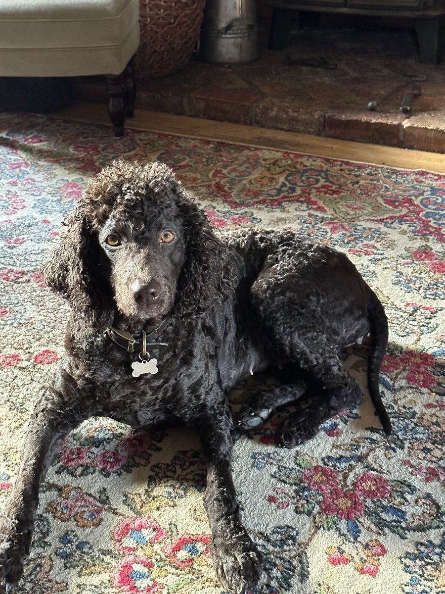 My best friend on the planet, miss Uisce ❤️ #irishwaterspaniel