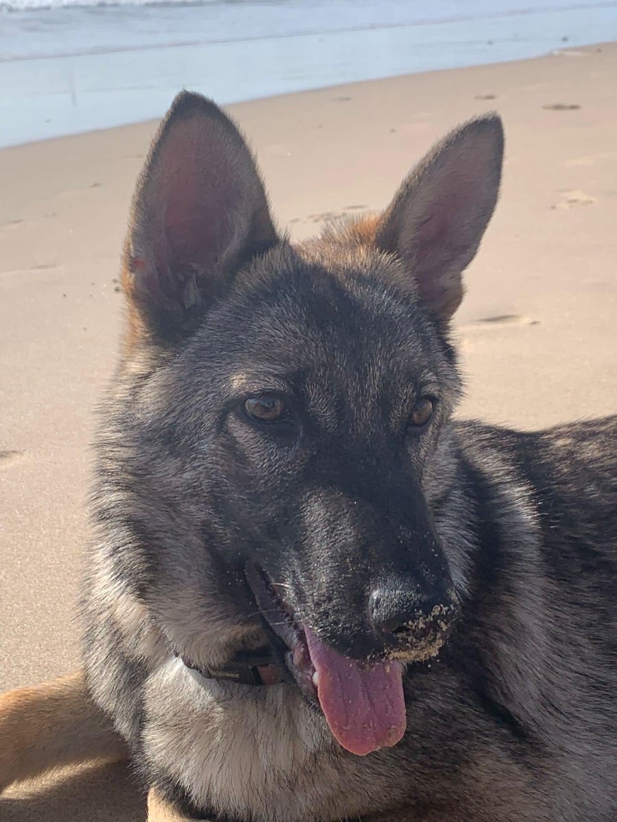 AdoptaK's tweet photo. ¿Qué haces en Semana Santa? Zipi se ha ido a la playa junto a su familia, y nos ha dicho un pajarito que es la sensación de Cádiz, todo el mundo se acerca a saludarla y ella encantada 📷📷📷📷
#Zipi https://t.co/dGCutKChsL
