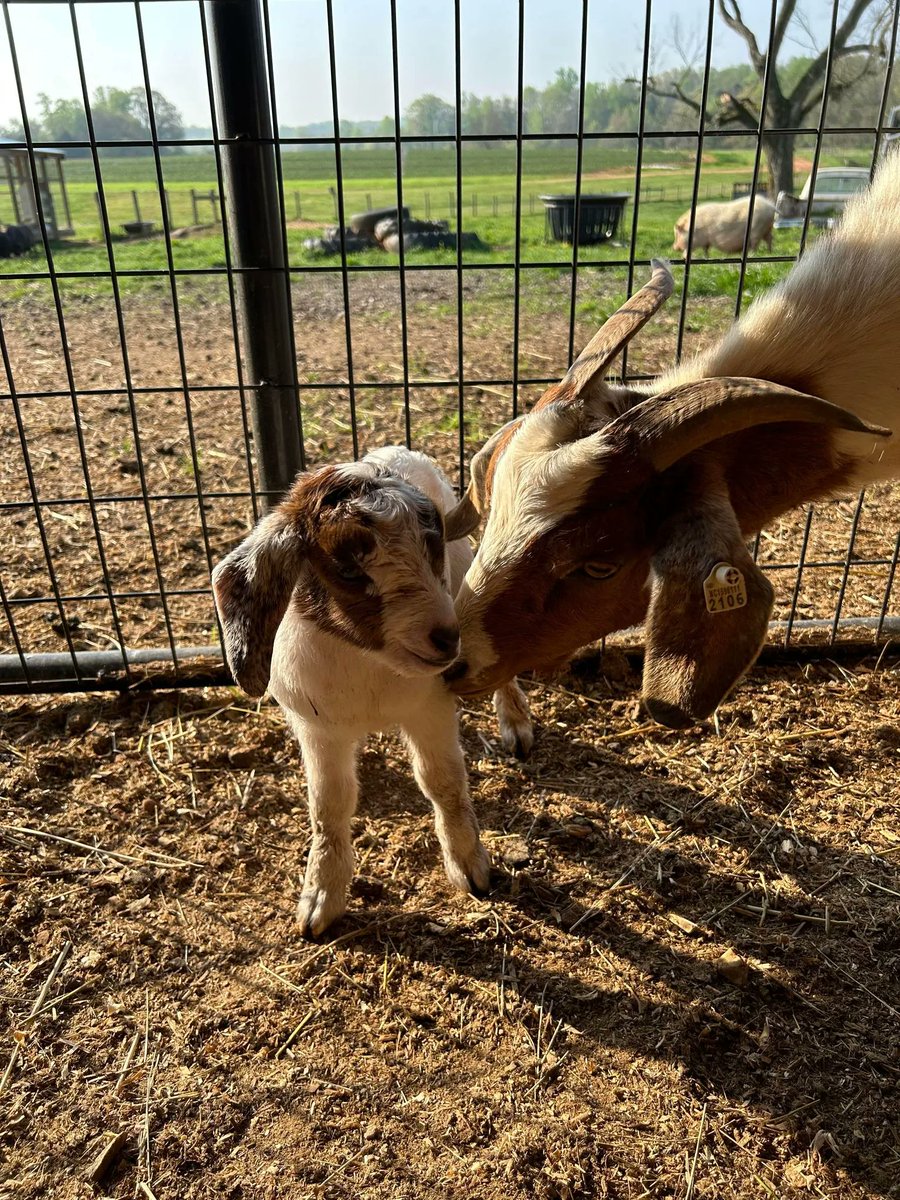 Patterson_Farm's tweet photo. We are adding more to our Patterson Farm barn family! π Last night, we had 3 sets of twin goats born. π Stop by the barnyard to say hello to the new additions!
#PattersonFarm #VisitPattersonFarm #VisitNCFarms https://t.co/AVWckCgxEZ