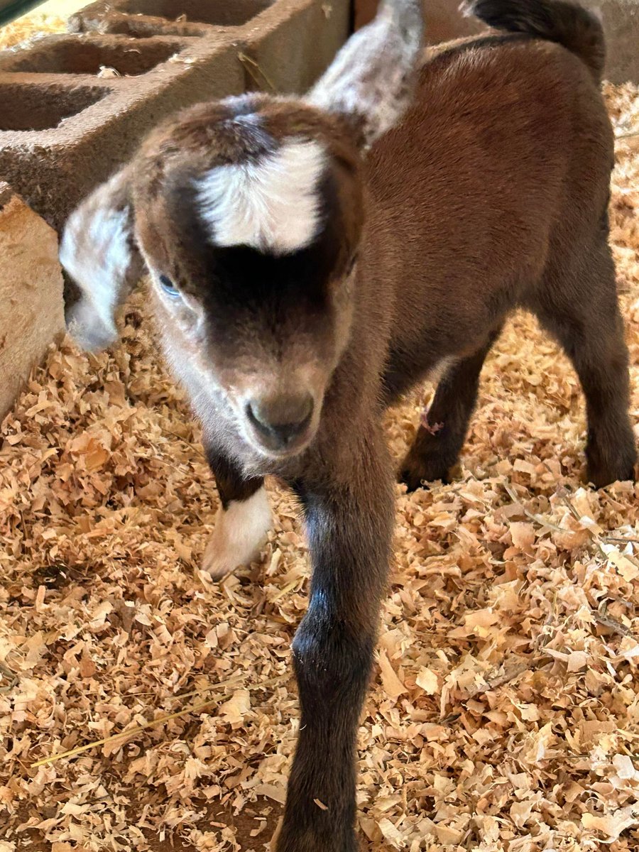 Patterson_Farm's tweet photo. We are adding more to our Patterson Farm barn family! π Last night, we had 3 sets of twin goats born. π Stop by the barnyard to say hello to the new additions!
#PattersonFarm #VisitPattersonFarm #VisitNCFarms https://t.co/AVWckCgxEZ