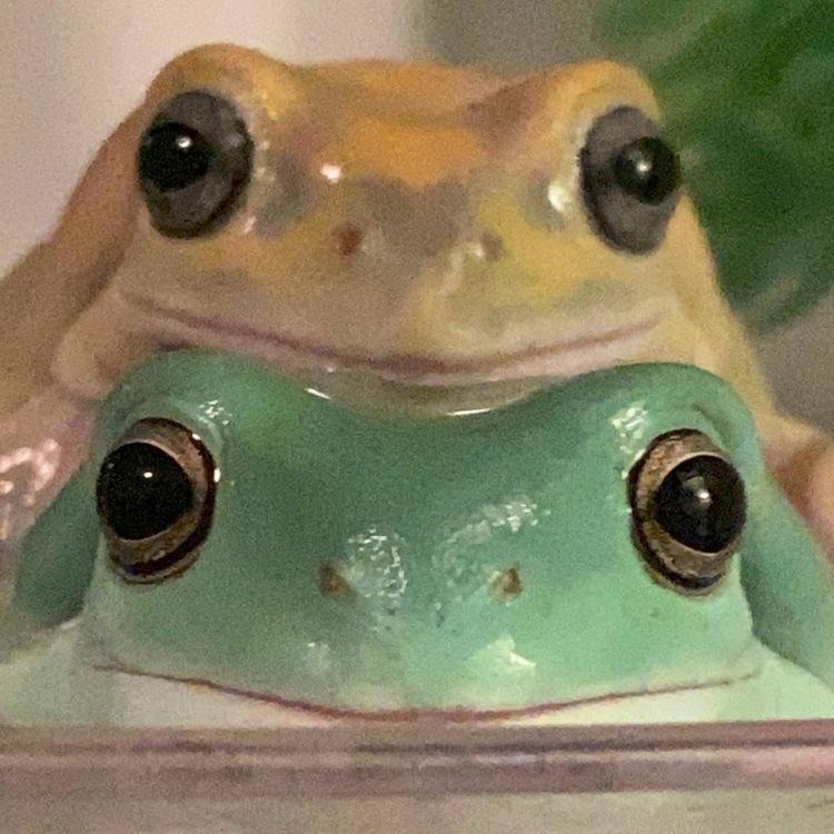 hourly frogs ! ꕥ (@hourfrogs) on Twitter photo 