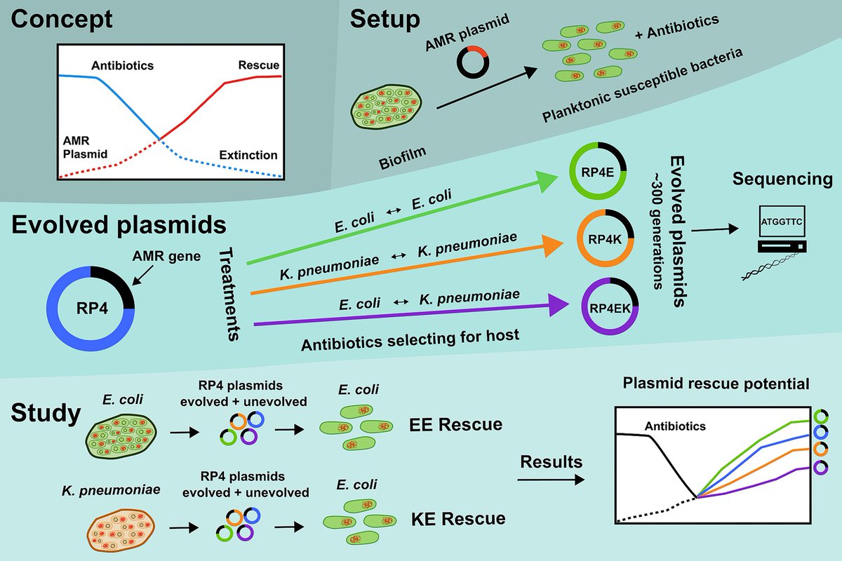 Bacteria can rescue each other from antibiotics via plasmids, where a bridge between neighbors can mean survival in an instant. How does the plasmid's history affect their rescue potential? Does a host-switching plasmid lineage extend the rescue network?journals.asm.org/doi/10.1128/ms…