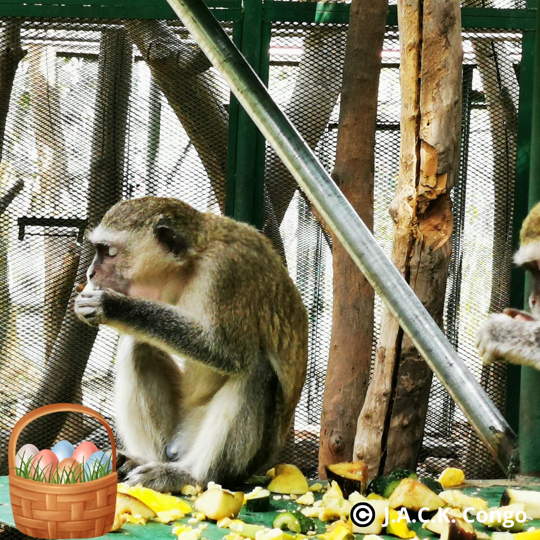 🌿DIMANCHE C’EST LA PAQUES, et pour ce jour, permettons à nos résidents J.A.C.K. de la passer comme jamais auparavant. Nous vous appelons à contribuer à leur alimentation pour la journée. Bananes, oranges, Ananas, raisins, œufs ?faites un don libre :  bit.ly/3TOUEs7