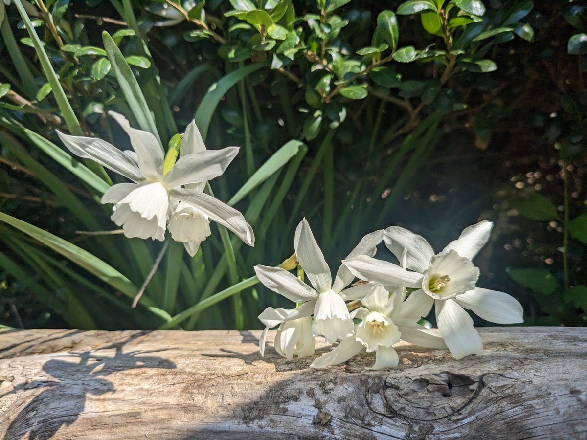 ArtistKimmary's tweet photo. Beautiful flowers on a Spring day

#daffodils #flowers #spring #photography #art #nature #ArtistOnTwitter https://t.co/6Fw7AT2WcG
