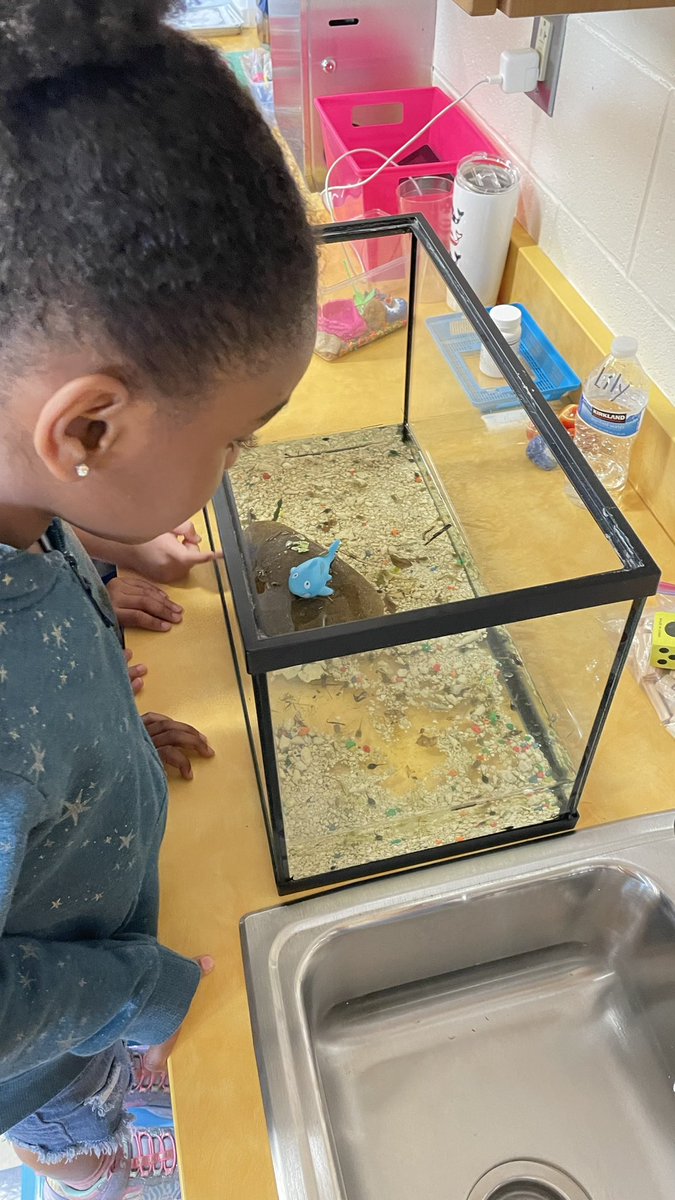 LovesExplorers's tweet photo. Thank you Mrs. Gillespie for bringing in tadpoles so we can watch the life cycle of frogs! @CatawbaTrail https://t.co/BZCUV7Pkqu