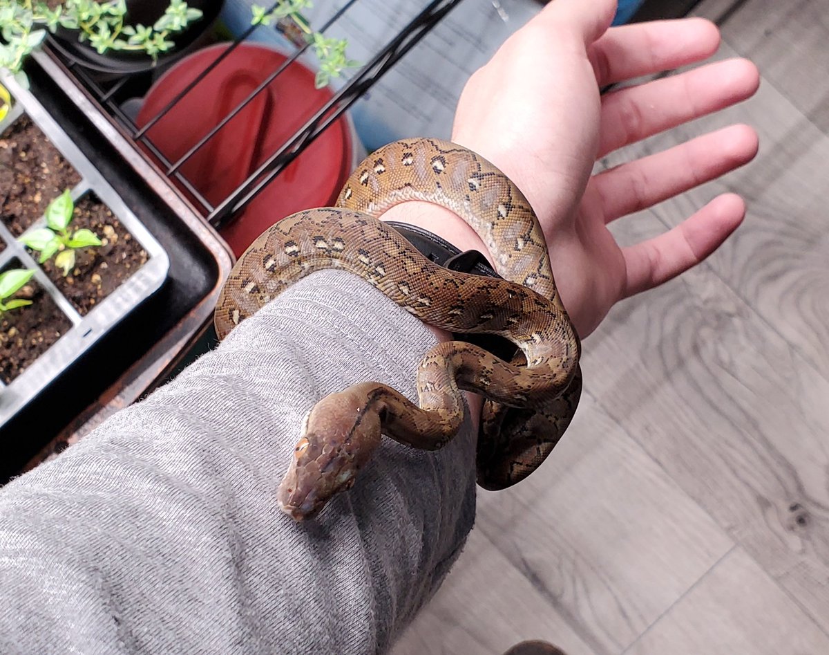ScubaVfx's tweet photo. HELP NAME MY BABY! REPLY WITH SUGESTIONS!! Baby female pure Kayuadi Retic finally in hand. One of my dream animals. A lot went into getting this baby. Produced by one of the best breeders to do it, Lukas Bagnara with Lab Exotics. https://t.co/SfxE27NKk2