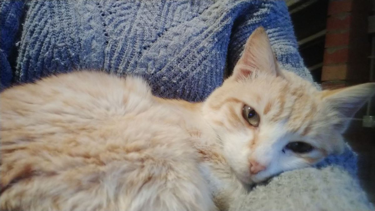 OpenEye95053629's tweet photo. ❤️ ALGUIEN DISPUESTO A LLEVAR 
UN ÁNGEL A SU VIDA ?🏡💕😺🙏
#ROSSET este gatito tan especial 
se encuentra en #Balaguer
#Lleida esperando a la mejor familia del mundo , la que merece!
Contacto @Solopar53137293 
Muy tranquilo y dulce 🩷🩷🩷 https://t.co/tSRaTe1Ey9