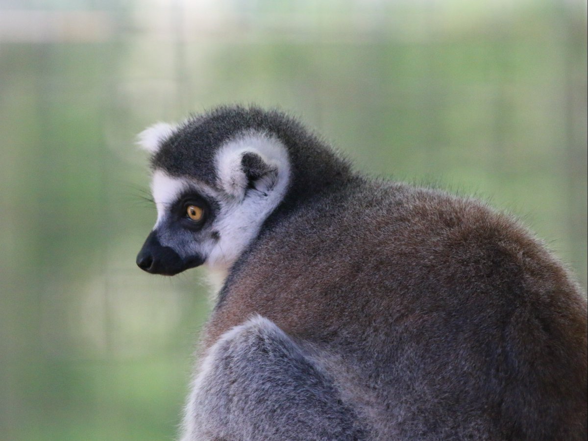 The Toronto Zoo tweet media