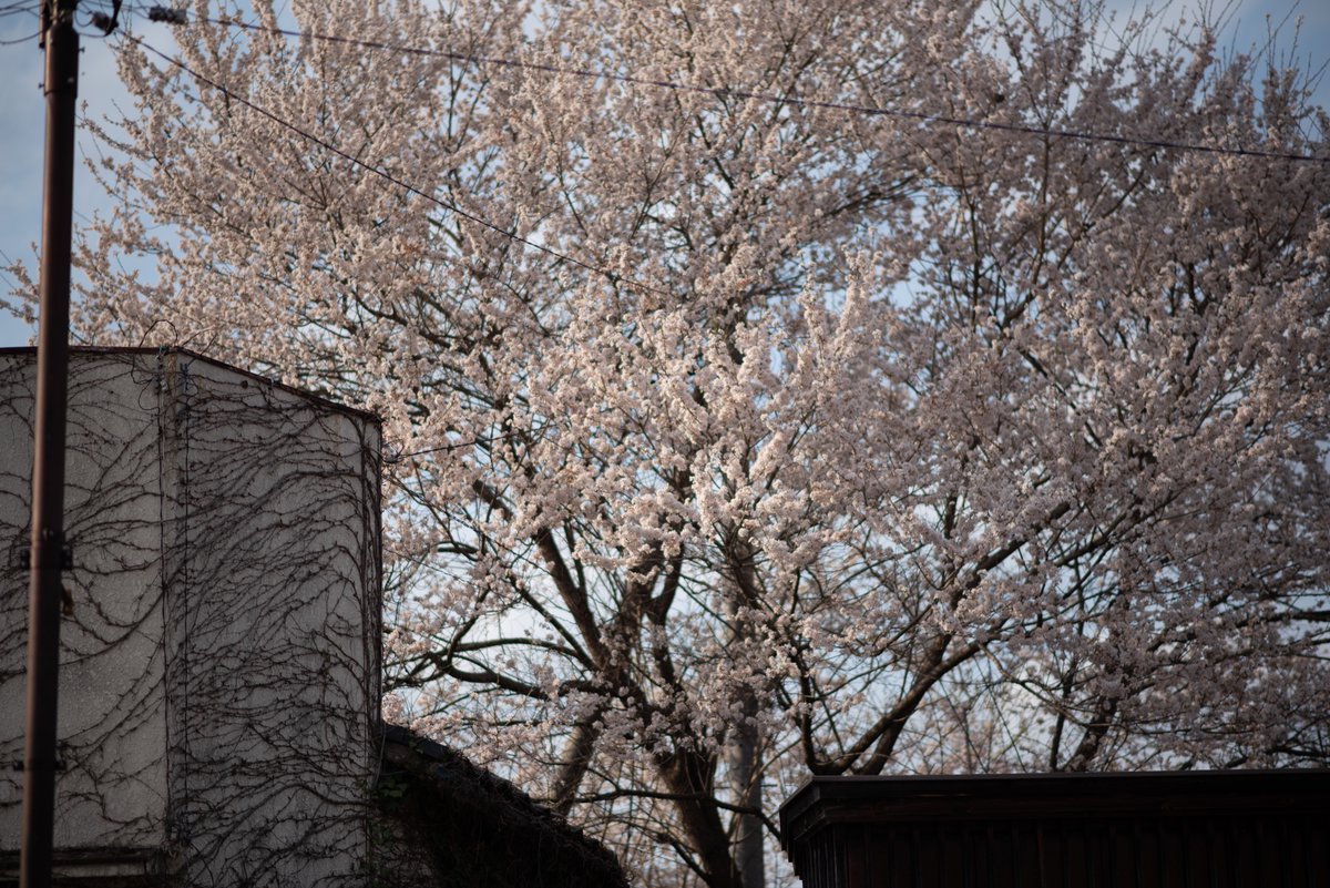 mindandsights's tweet image. 桜と喪失