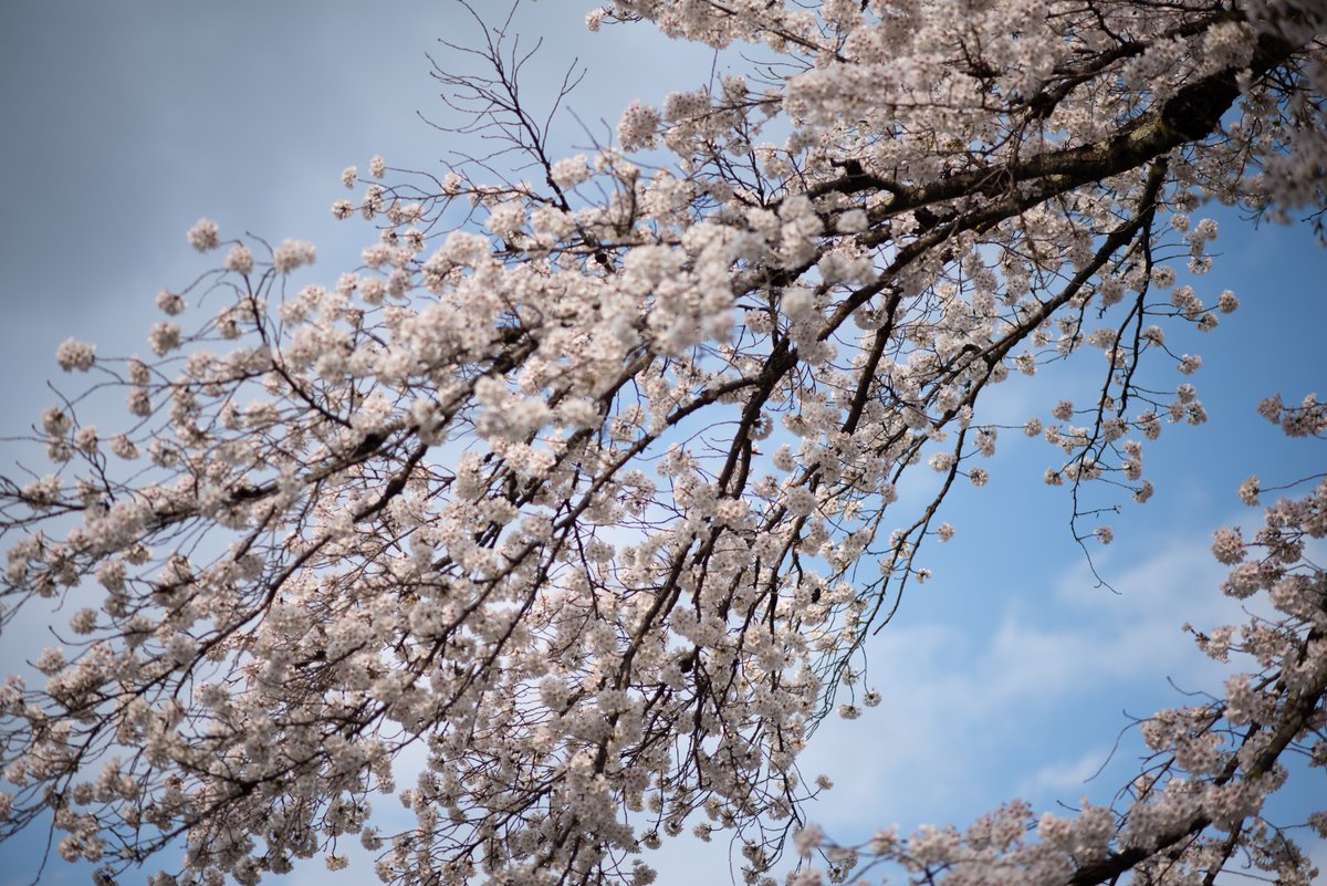 mindandsights's tweet image. 桜と喪失