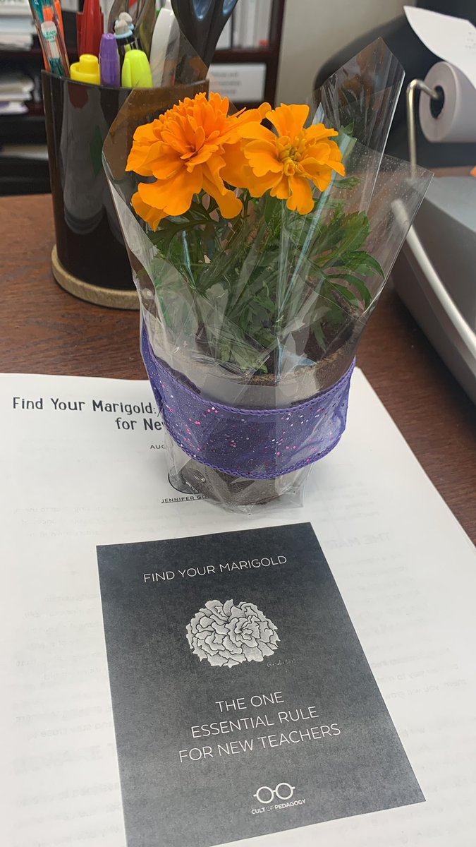 WatsonTara11's tweet photo. Find Your Marigold - thank you, Robyn Miller. @KnightsSms https://t.co/0LjMt1qavb
