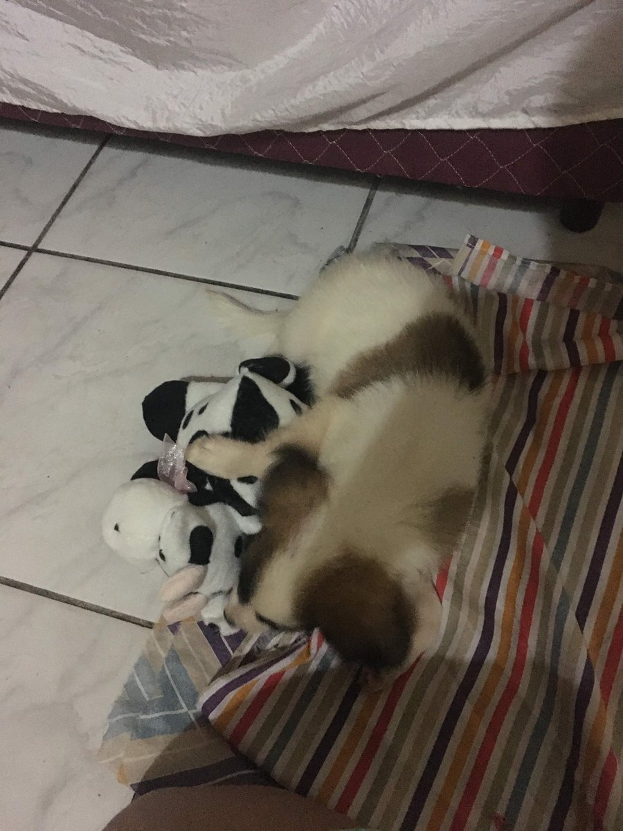 O tamanho que era essa bbzinha, hoje tá um pônei!! 🥹🥹🥹