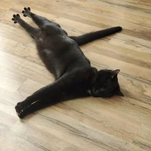 PostsOfCats's tweet image. BEHOLD