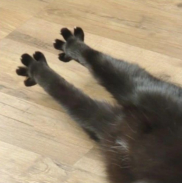 PostsOfCats's tweet image. BEHOLD