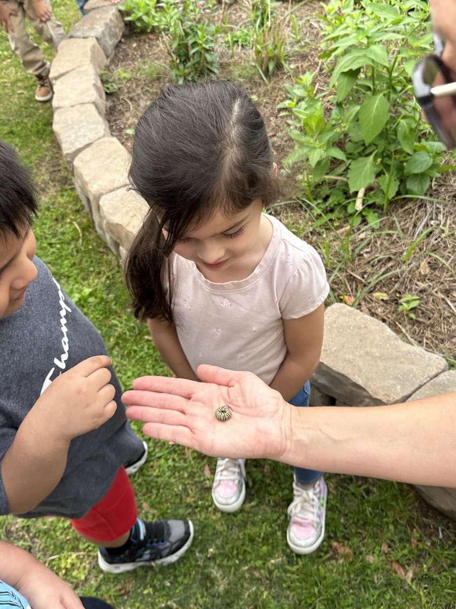 Sharon_Tipping1's tweet photo. Loved spending time with PreK in the garden this morning! Students discovered ladybugs and monarch butterfly caterpillars. Thankful for our garden ⁦@BaneElementary⁩ and the discoveries it holds! #CFISDScience #BaneMustangs #KidsDeserveIt #GardenstoGrow https://t.co/BIQwjBc9nd