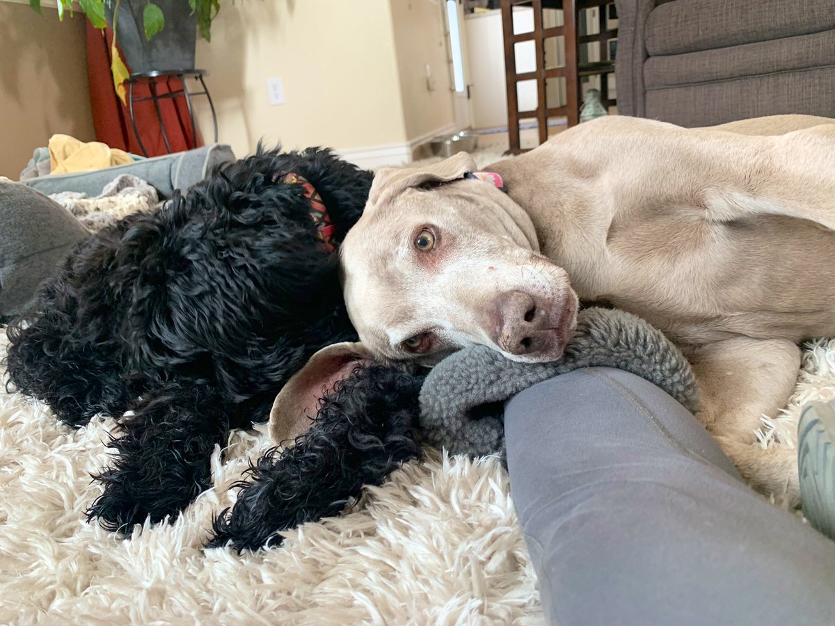 morselmom's tweet photo. @NerdPyle @Erin_Jewel Daisy is not a fan! https://t.co/f8D3CsqQ1n