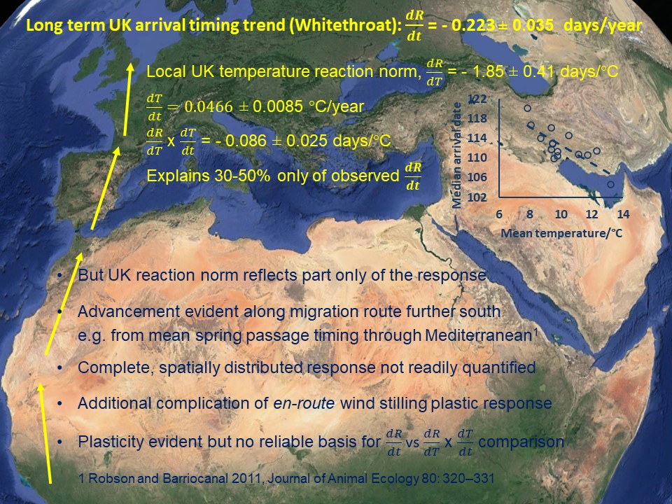 markeddowes's tweet photo. 3 #BOU2023 #BREAK4 Lots of plasticity is evident in long-distance passerine migrant timing but there is no reliable means of quantifying the temperature response along the whole migration route to allow a sensible dR/dT vs dR/dt comparison. https://t.co/pnyy0KTtEF