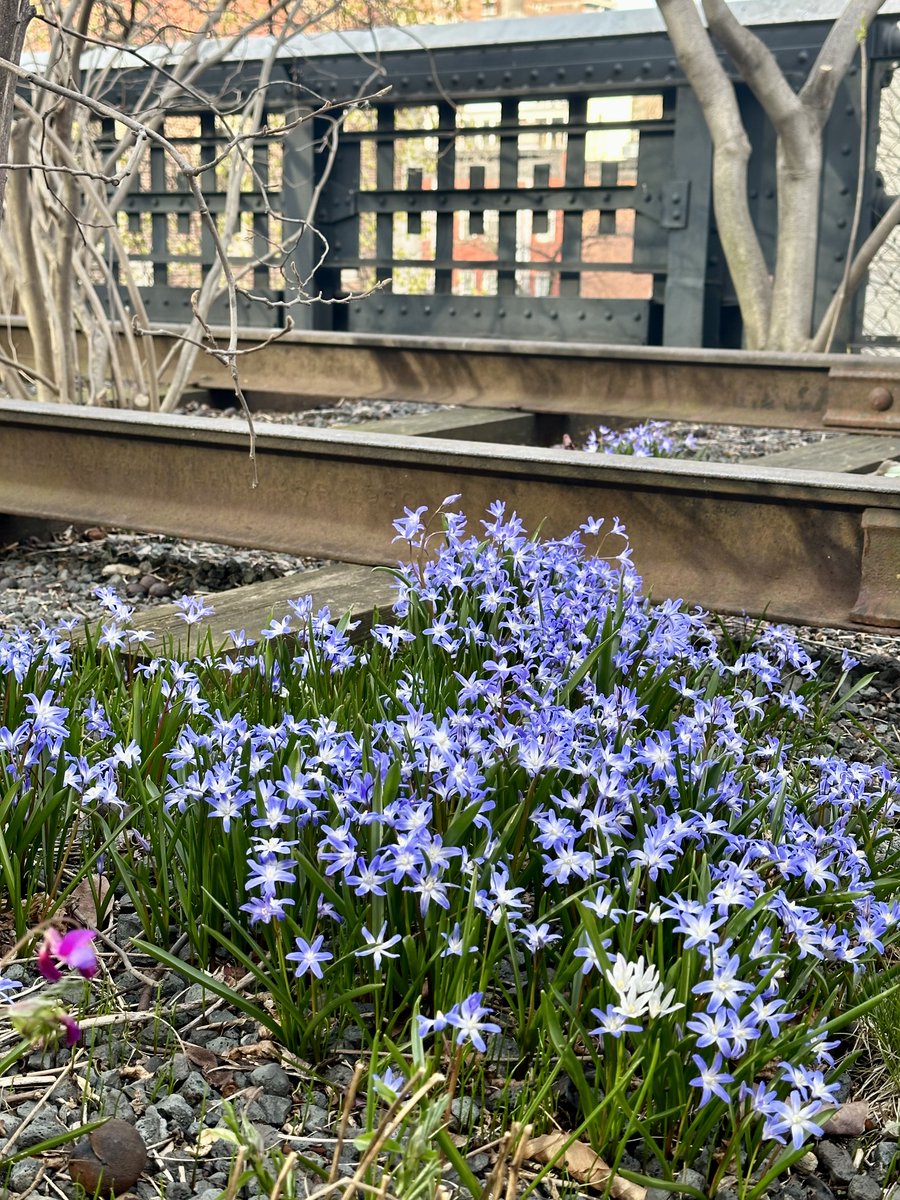 highlinenyc's tweet image. 🌱 Glory-of-the-snow (Scilla luciliae)
📍 On the High Line at 21st Street
#signsofspringnyc