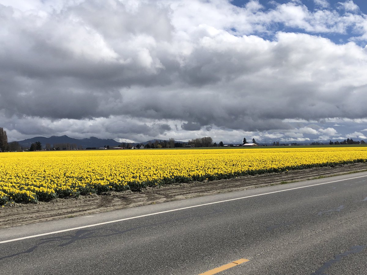Daffodils in the Skagit Valley are in full bloom in spite of a late Spring.  #beHappy