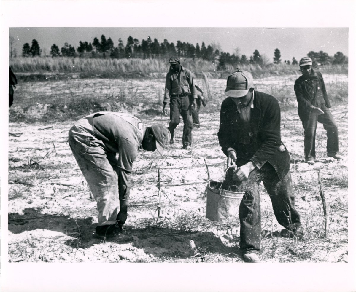 Today marks the 90th anniversary of the foundation of the Civilian Conservation Corps (CCC). 

You can see this photo of CCC members planting trees in our upcoming exhibit "Black Americans, Civil Rights, and The Roosevelts, 1932-1962" opening June 3, 2023.