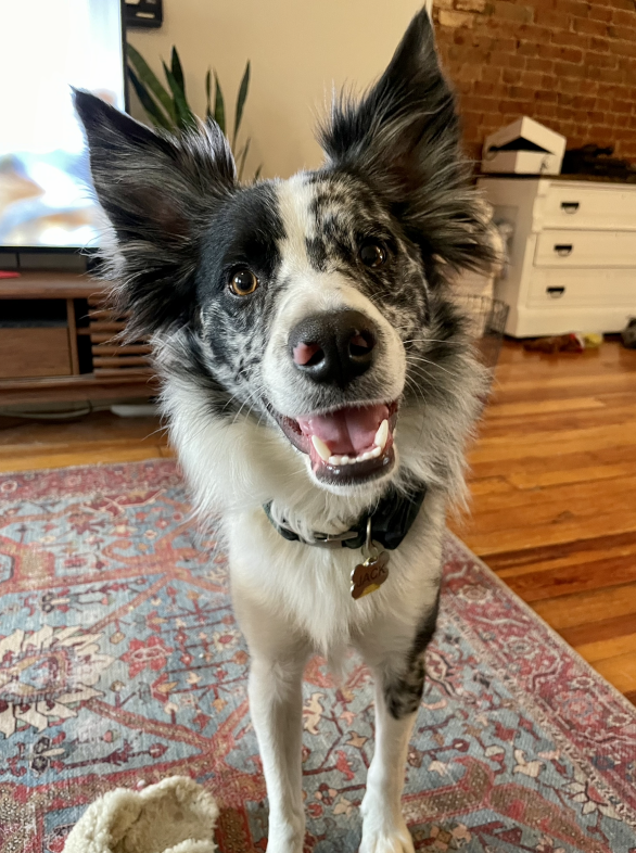 washupathedu's tweet photo. Happy Wednesday! For our latest #PathPets post, we're featuring Jack, CP resident Lisa Wallace's cute pup. We've never met him, but we can tell he's a very good boy from this picture. #washupathedu https://t.co/TauZlRqlh7