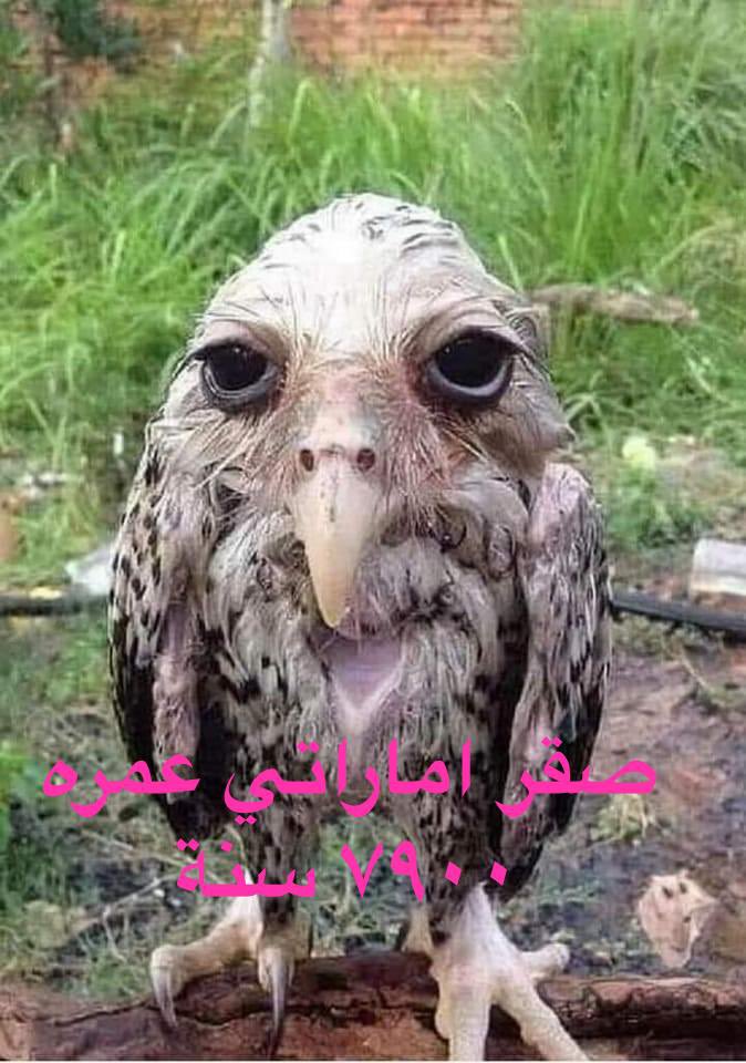 عادل الحسني (@adelalhasanii) on Twitter photo 