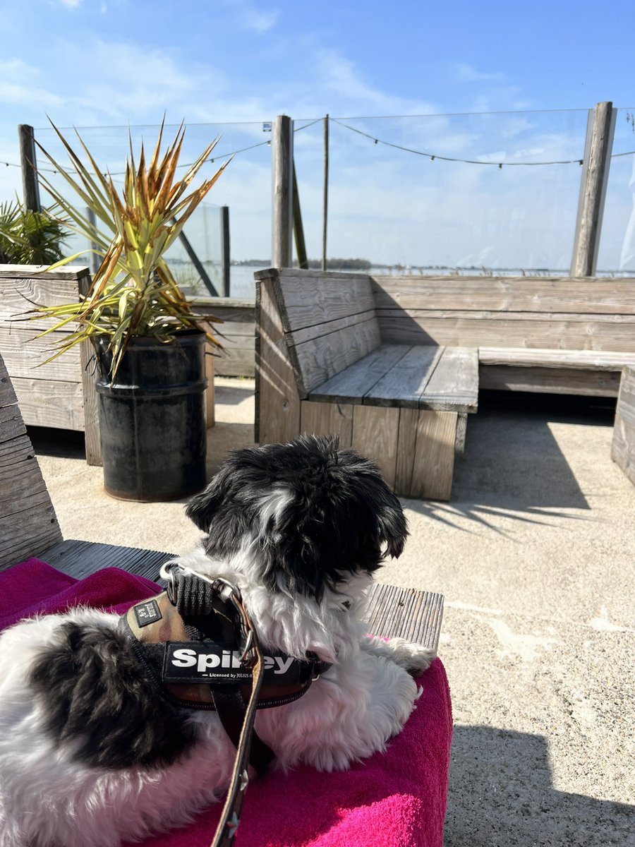 Dutchcat17's tweet image. What a day! Long run along the beach by the lake and then chilling in the sunshine  with my pal Rocky , feels like holiday in the middle of the week 🐾 #dogsoftwitter #sunshine